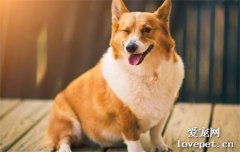 柯基和柴犬哪個好養?