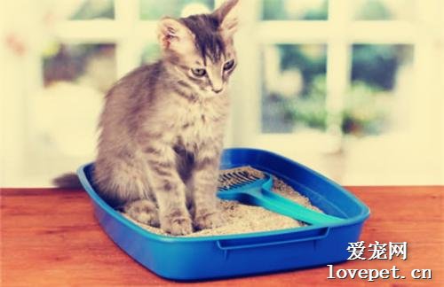 怎么教猫咪用猫砂?