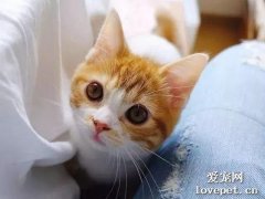 橘貓為什么這么可愛？