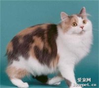 威爾士貓怎么養 威爾斯貓飼養方法