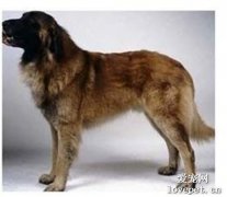 埃斯特卑拉山犬價格及飼養技巧