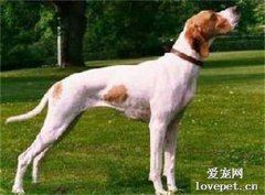 英國指示犬價格及飼養方法