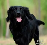 平毛寻回猎犬养护训练方法