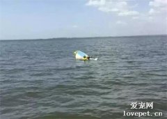 德牧海上狂游11個小時，只為了救危在旦夕的主人！