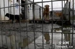 無法決定領養誰，夫妻霸氣買下整個收容所：我全都要！