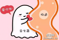 狗狗吃什么蔬菜能夠推動排便