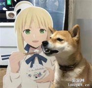 以為有人喂飯，柴犬張著大嘴巴等著，結果沒吃到氣炸了！