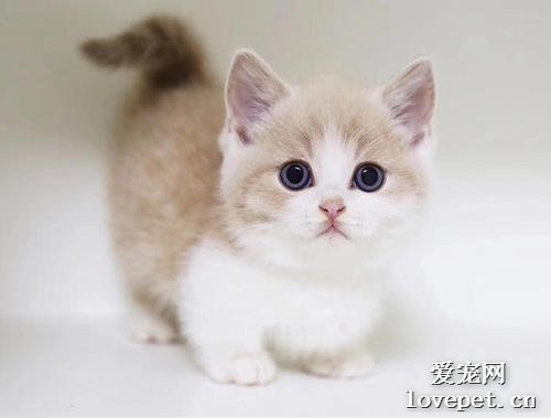矮脚猫是什么品种 矮脚猫是什么猫？