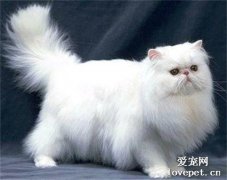 波斯貓吃什么 波斯貓喂食指南