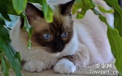 怎么飼養暹羅貓 暹羅貓飼養小技巧
