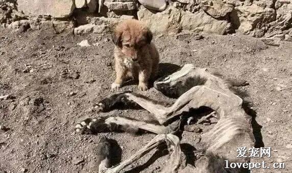 狗妈妈去世后，身体已经风干仅剩骨架，小狗却每天在身边死死守护