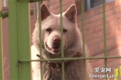 主人不想醫治患病狗狗，他將狗狗裝進麻袋里拋棄，狗狗仍不忘主人