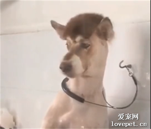 被剃毛的阿拉斯加，哈哈哈哈像驢但又不是真的驢！