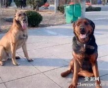 狗狗也癡情？為追求我家狗，這只狗守在我家門口3天3夜！