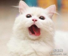 貓的舌頭為什么有刺？