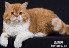塞爾凱克卷毛貓喜歡吃什么？