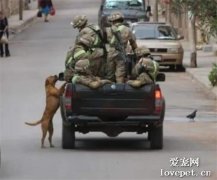 流浪狗扒軍車討吃的，結果直接被拽上車收編入伍了！