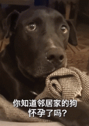 狗子聽到隔壁的母狗懷孕后，它的表情反應，笑噴了！