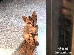 小流浪貓主動上門求收養，趴在門縫向里張望：您家缺貓嗎？