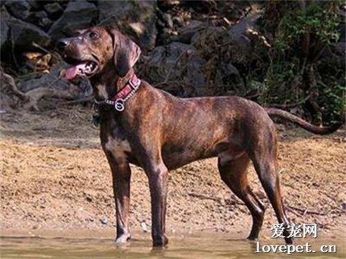 普罗特猎犬体态特征及性格特点