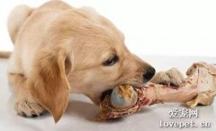 喂狗狗生肉骨的七大注意事項