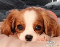 狗狗焦蟲病癥狀|診斷及治療方法