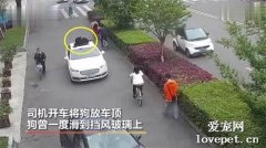 什么操作？主人讓狗不綁繩坐車頂，還聲稱：它是受過訓練的！
