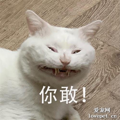 哈哈哈哈哈，這只貓打起哈欠來真的丑爆了！