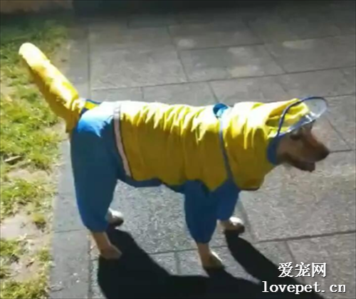 給狗子買了一套雨衣，可穿上的感覺怪怪的...