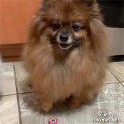 這只小博美，每次洗澡就秒變海豹，網友：這也太像了吧！