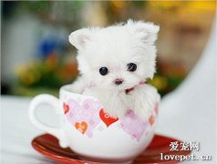 犬的蠕形螨病癥狀及治療方法