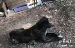 主人留下狗狗獨自回國，而它在這一等就是三年…
