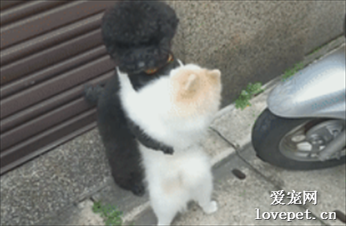 博美太久沒見到泰迪，居然直接給了它一個擁抱，這狗糧猝不及防！