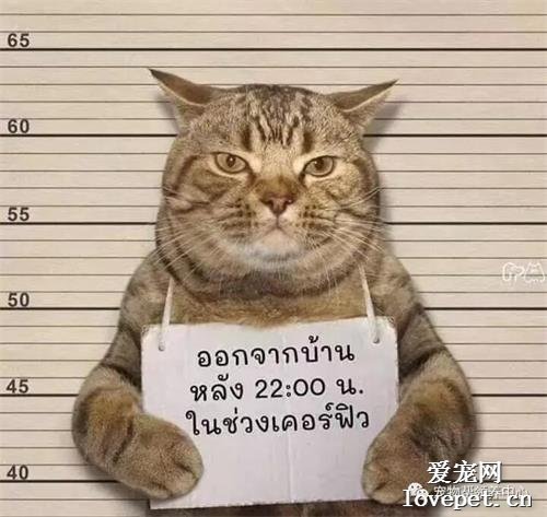貓咪違反宵禁令遭逮捕，這“罪犯大頭照”是搞笑的么，哈哈哈~