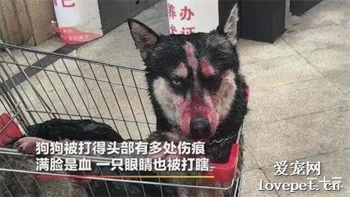 喪心病狂！哈士奇被偷走后，頭骨被打碎裂，眼睛被打瞎，監控畫面讓人心寒！
