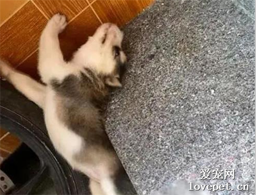 500塊買哈士奇，老板額外贈送一只，結果...