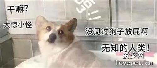 當你養了一只愛放屁的狗子，嘔…