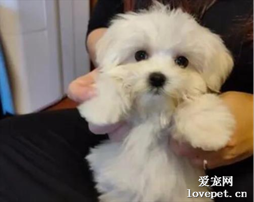 網友做飯時狗子一直在搗亂，她突然想出一個妙招，很有效果！