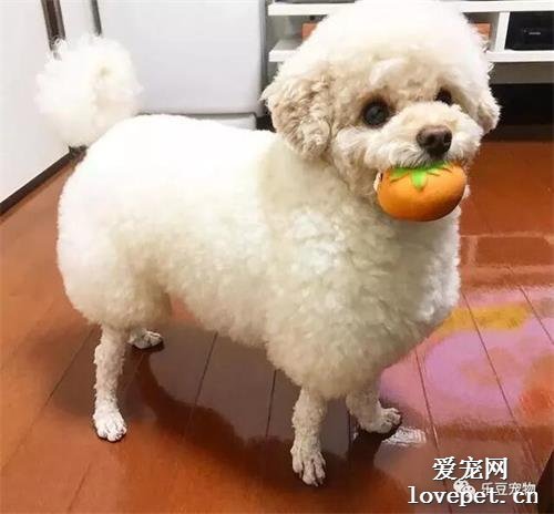 女子送泰迪去剪毛，結賬時進去一看沒忍住：請問您哪位？
