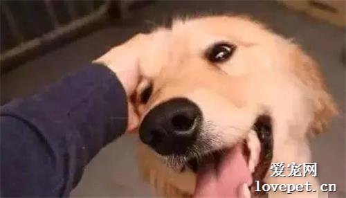 人们都习惯“摸摸狗头”，但是你知道在狗狗眼里，意味着什么吗？