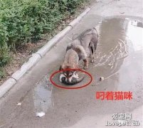 男子發現流浪狗嘴里叼著貓咪，跟去一看卻不禁落淚，安息吧