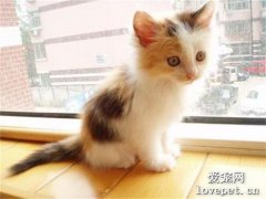 中華田園貓的常見花色 你知道嗎？