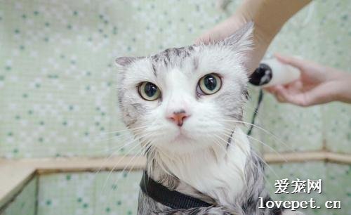 给猫咪洗澡要注意什么 猫咪洗澡的次数不必过于频繁