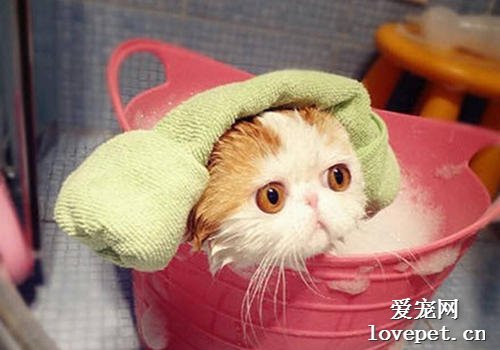 给猫咪洗澡要注意什么 猫咪洗澡的次数不必过于频繁