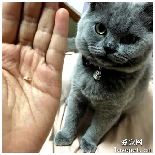 女孩抱著貓咪突然被咬了一口，感覺不是很疼，攤開手掌一看笑噴了
