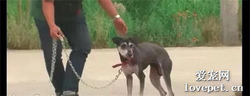 狗狗被前主人送給朋友后卻被遺棄，它風雨中等待4個月終又回到家