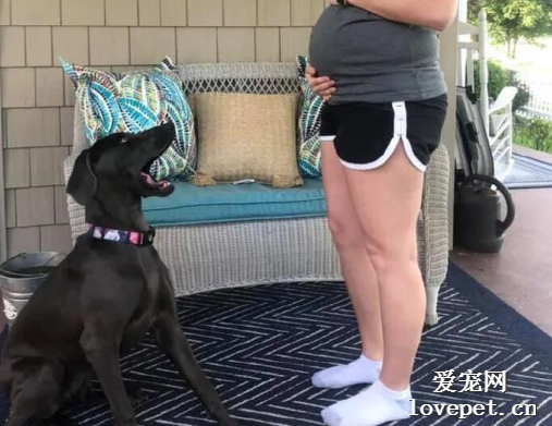 當狗狗聽說鏟屎官懷孕了，它們會有什么反應？
