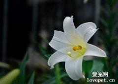 家里如果養了貓 建議不要養以下這些植物