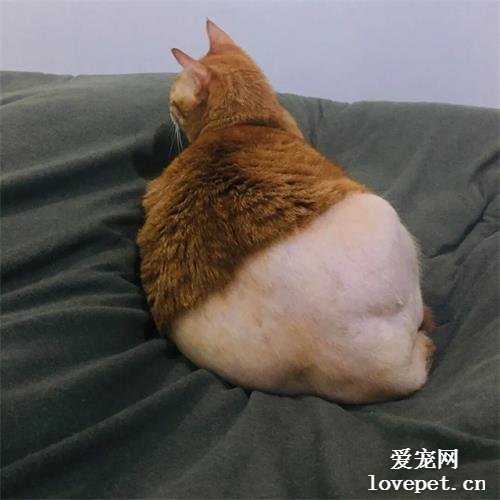貓咪做手術被剃毛，結果…像極了沒穿內褲？？？