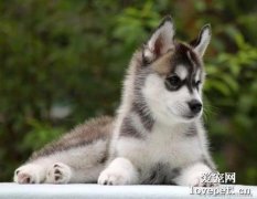 犬庫欣氏綜合癥原因|診斷|預防及治療方法
